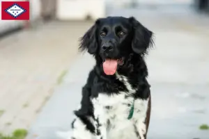 Read more about the article Stabij breeders and puppies in Arkansas