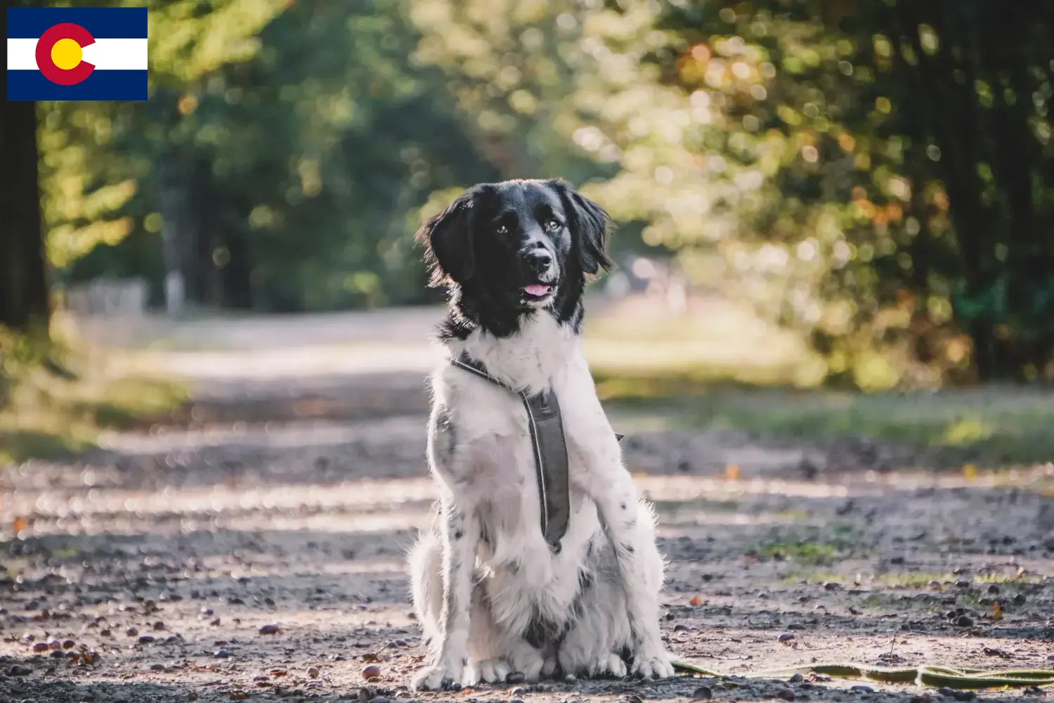 Stabij puppies and breeders Colorado Here you can find Stabijs breeders in Colorado.