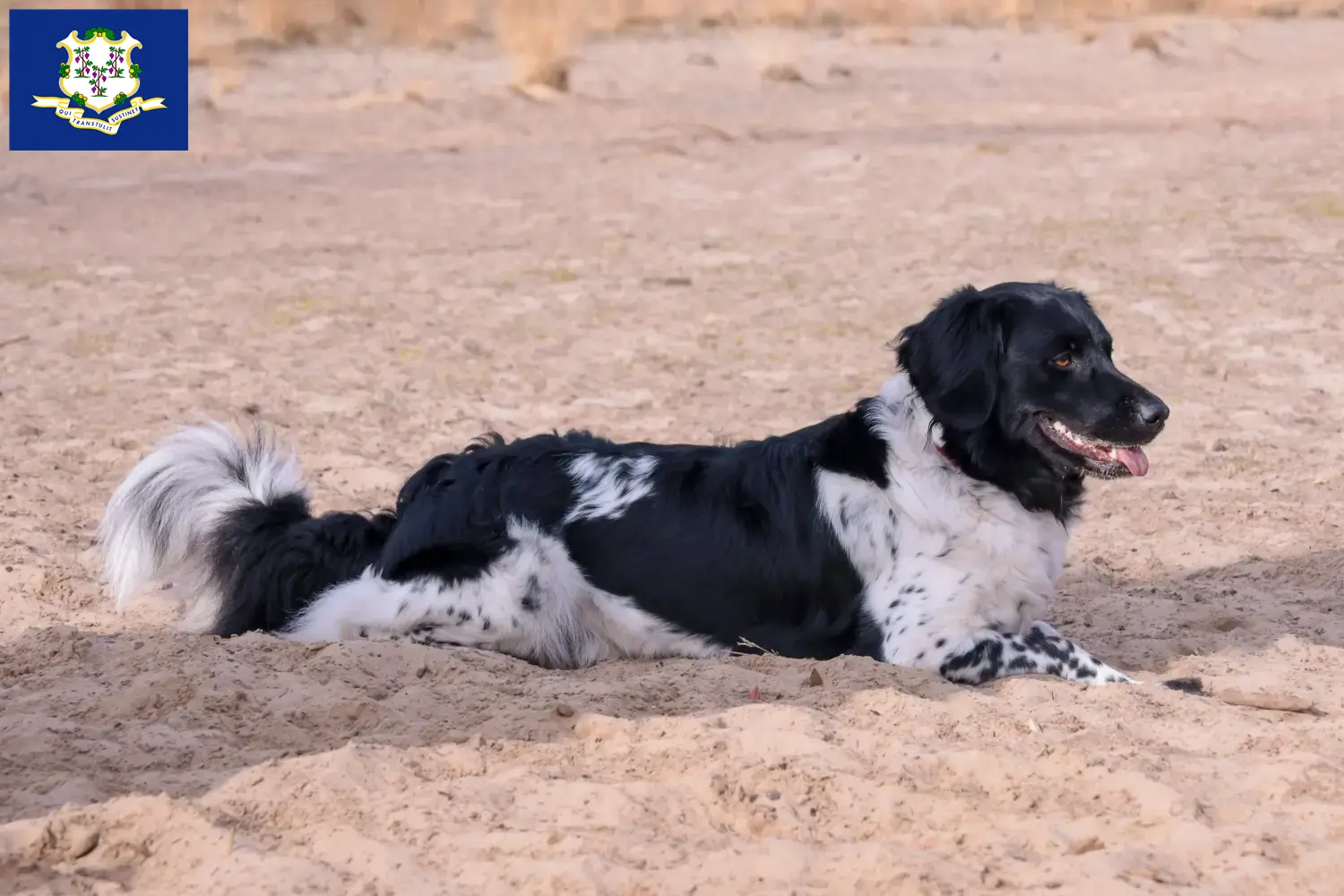 Stabij puppies and breeders Connecticut Here you can find Stabijs breeders in Connecticut.