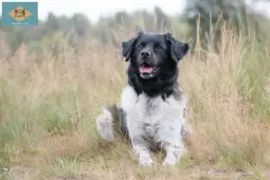 Read more about the article Stabij breeders and puppies in Delaware