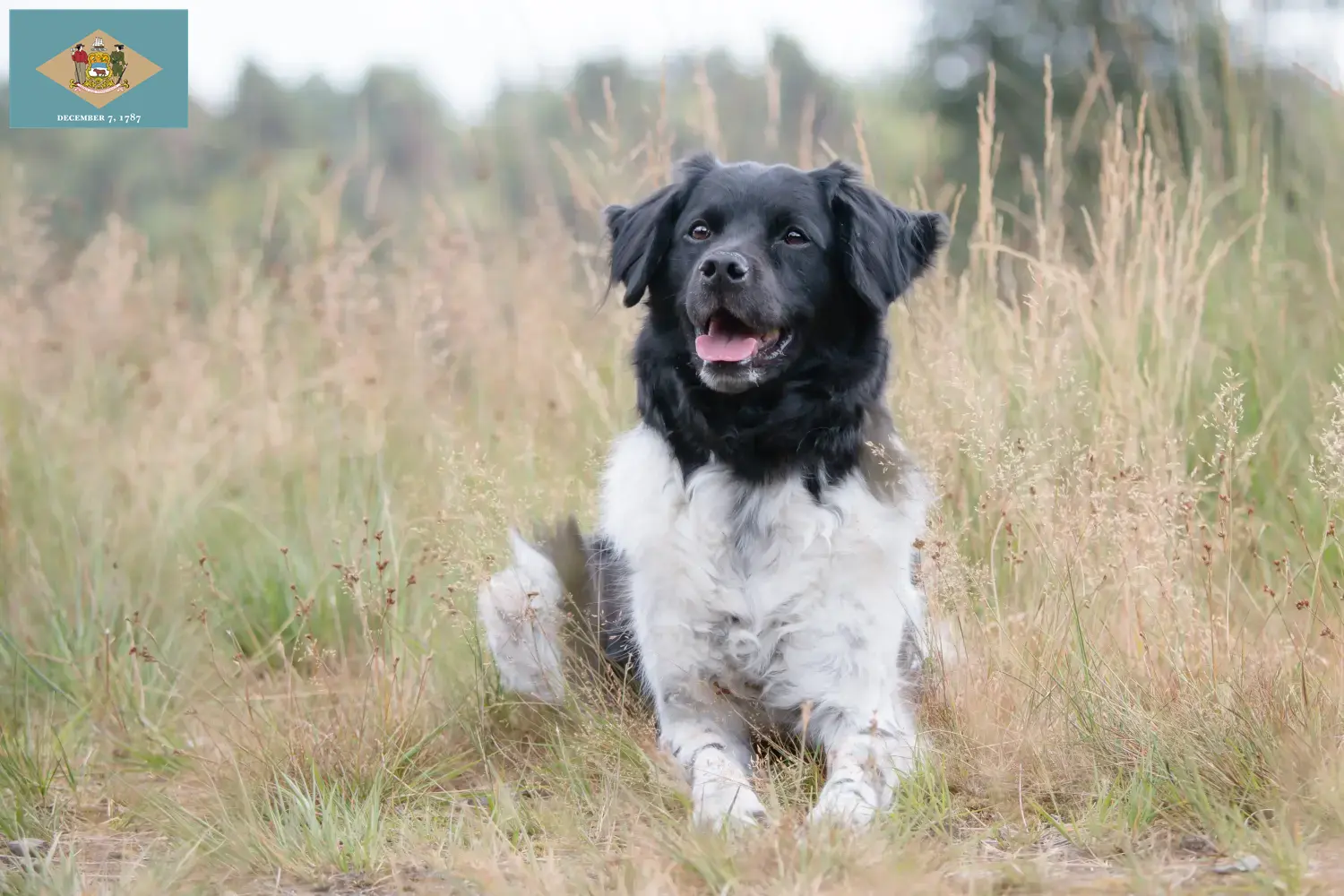Stabij puppies and breeder Delaware Here you can find Stabijs breeders in Delaware.