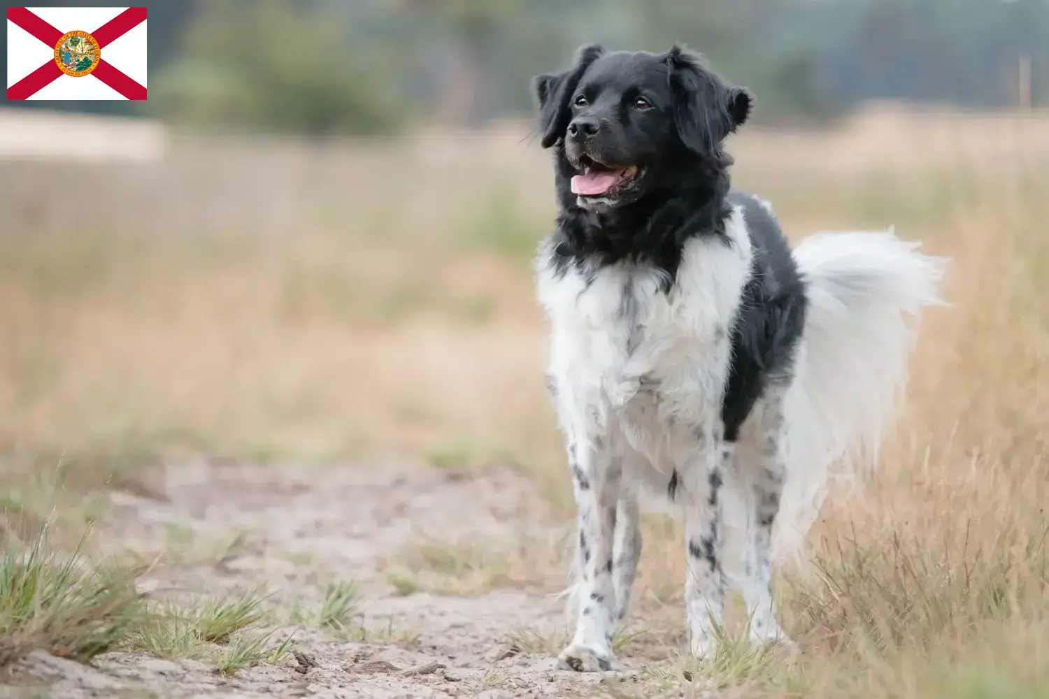 Read more about the article Stabij breeders and puppies in Florida