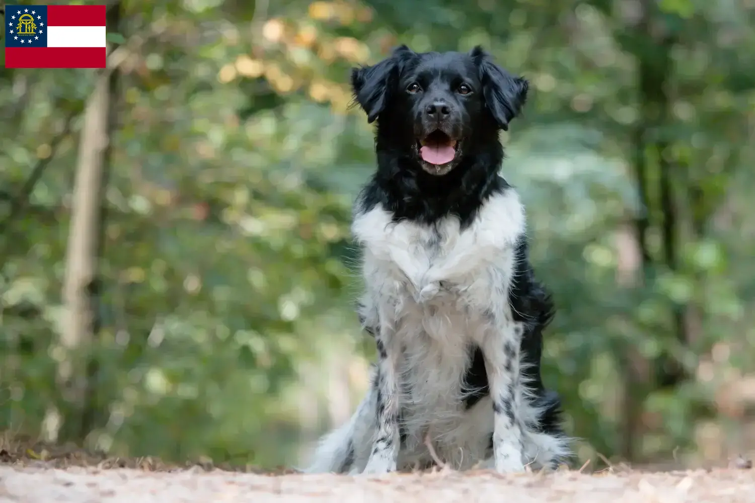 Read more about the article Stabij breeders and puppies in Georgia
