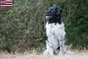 Read more about the article Stabij breeders and puppies in Hawaii