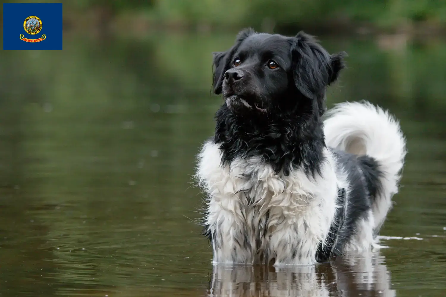 Read more about the article Stabij breeders and puppies in Idaho