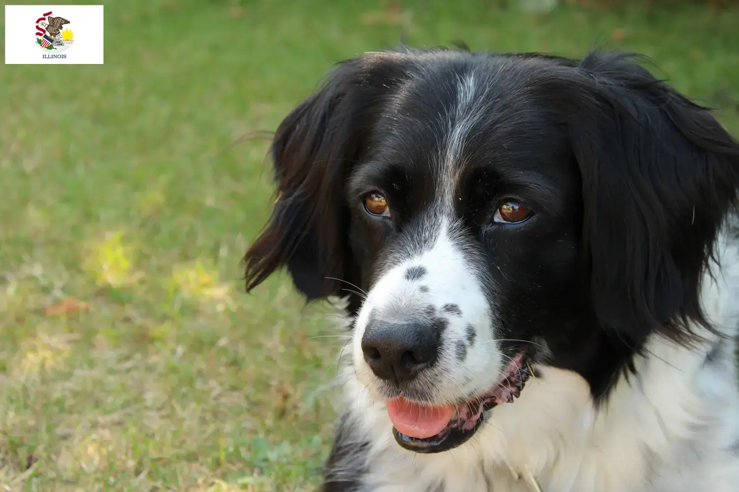 Read more about the article Stabij breeders and puppies in Illinois