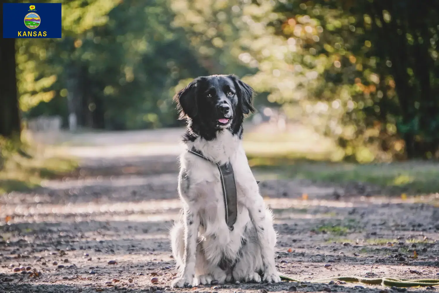 Read more about the article Stabij breeders and puppies in Kansas