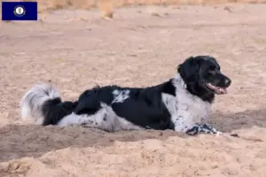 Read more about the article Stabij breeders and puppies in Kentucky