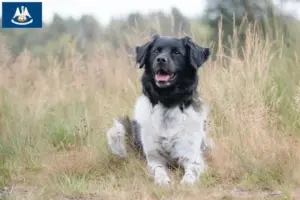 Read more about the article Stabij breeders and puppies in Louisiana
