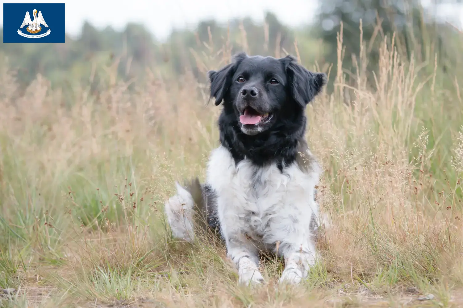 Read more about the article Stabij breeders and puppies in Louisiana