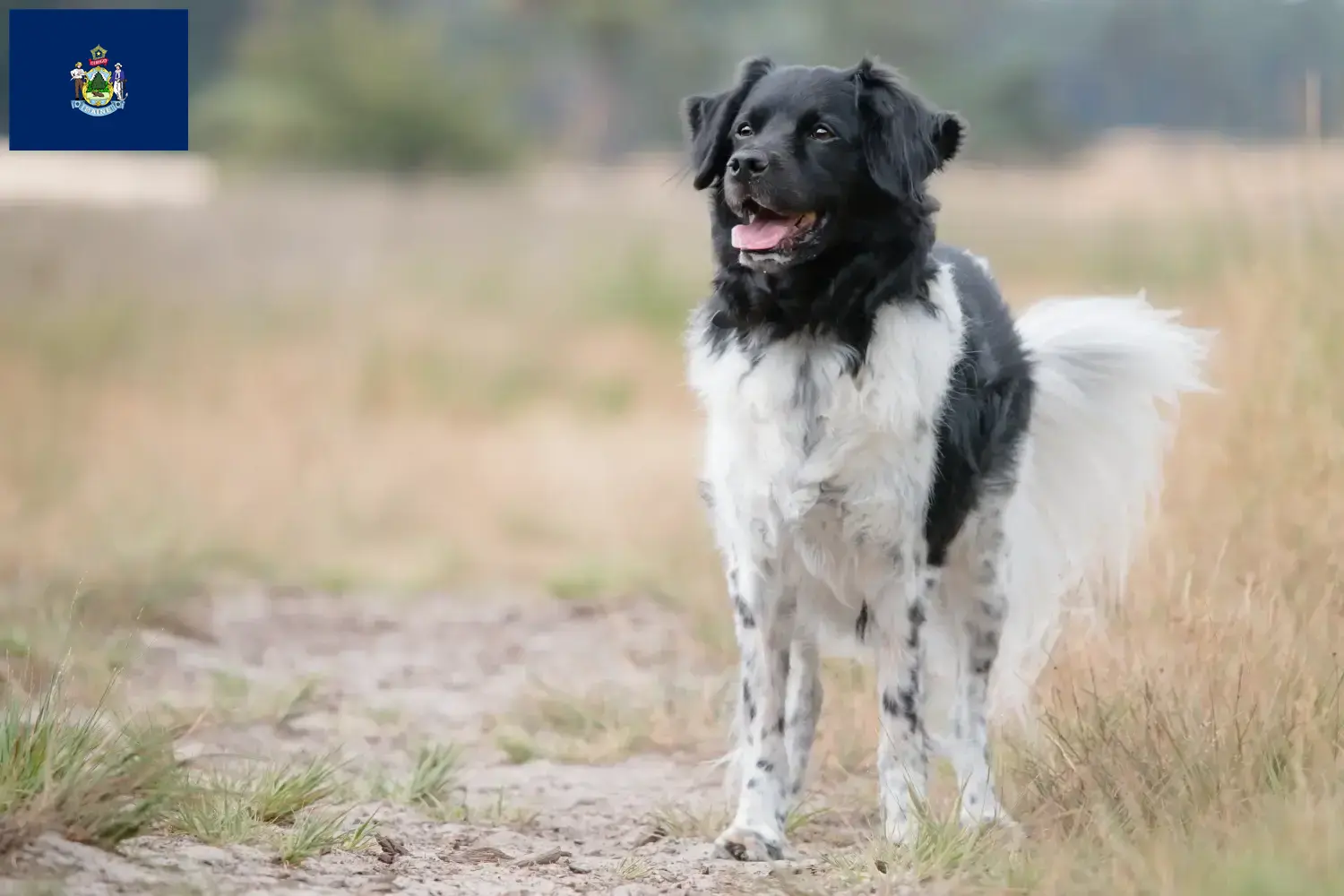 Read more about the article Stabij breeders and puppies in Maine