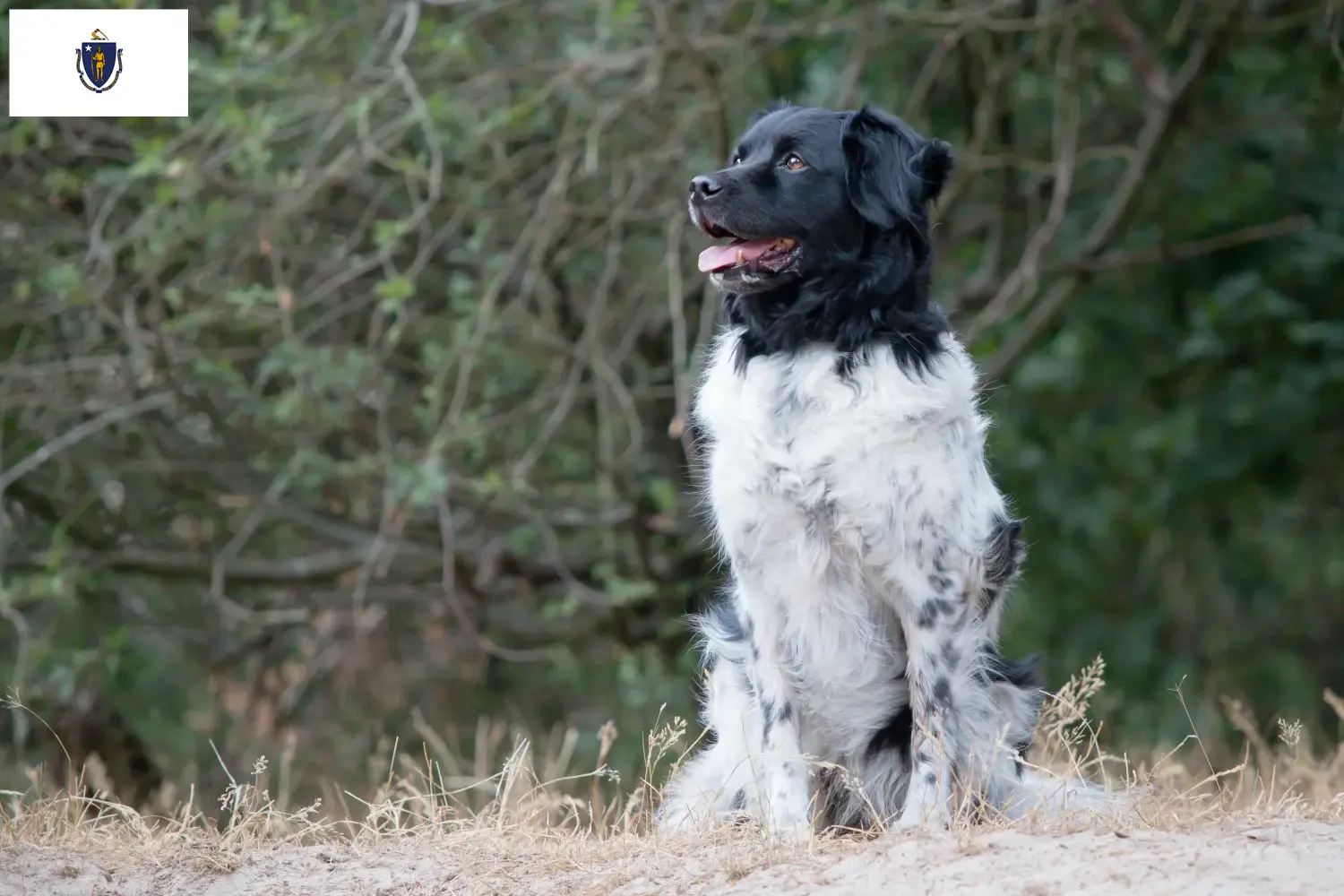 Read more about the article Stabij breeders and puppies in Massachusetts