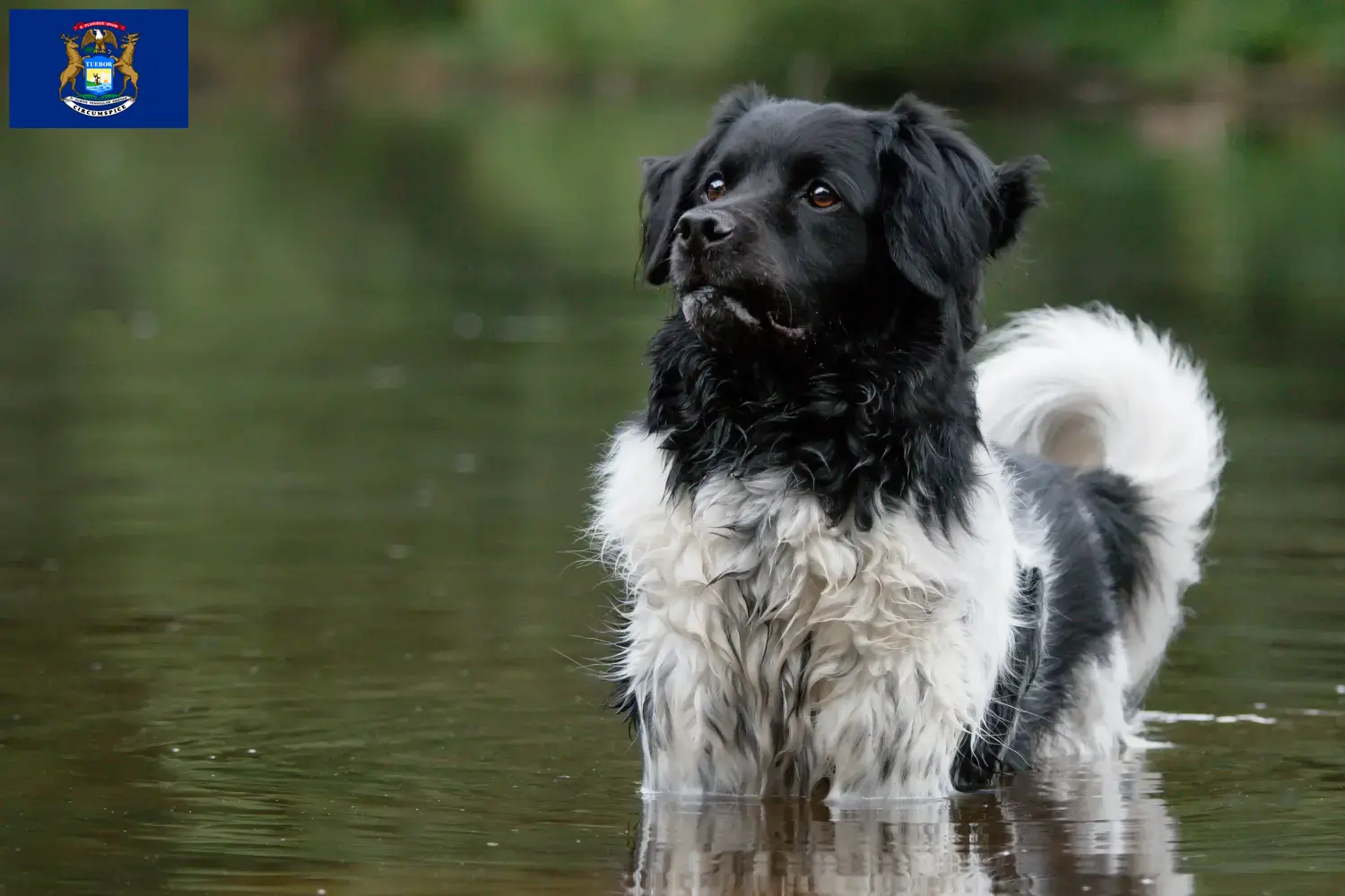 Read more about the article Stabij breeders and puppies in Michigan