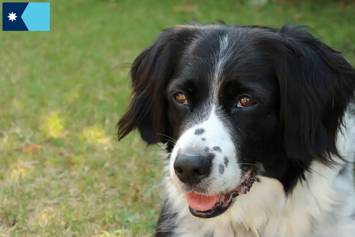 Read more about the article Stabij breeders and puppies in Minnesota