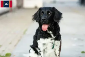 Read more about the article Stabij breeders and puppies in Mississippi