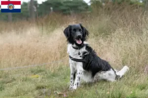 Read more about the article Stabij breeders and puppies in Missouri