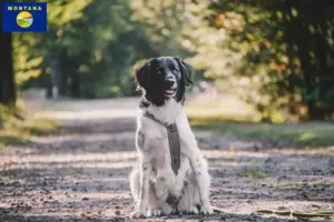 Read more about the article Stabij breeders and puppies in Montana