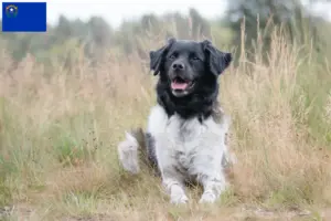 Read more about the article Stabij breeders and puppies in Nevada