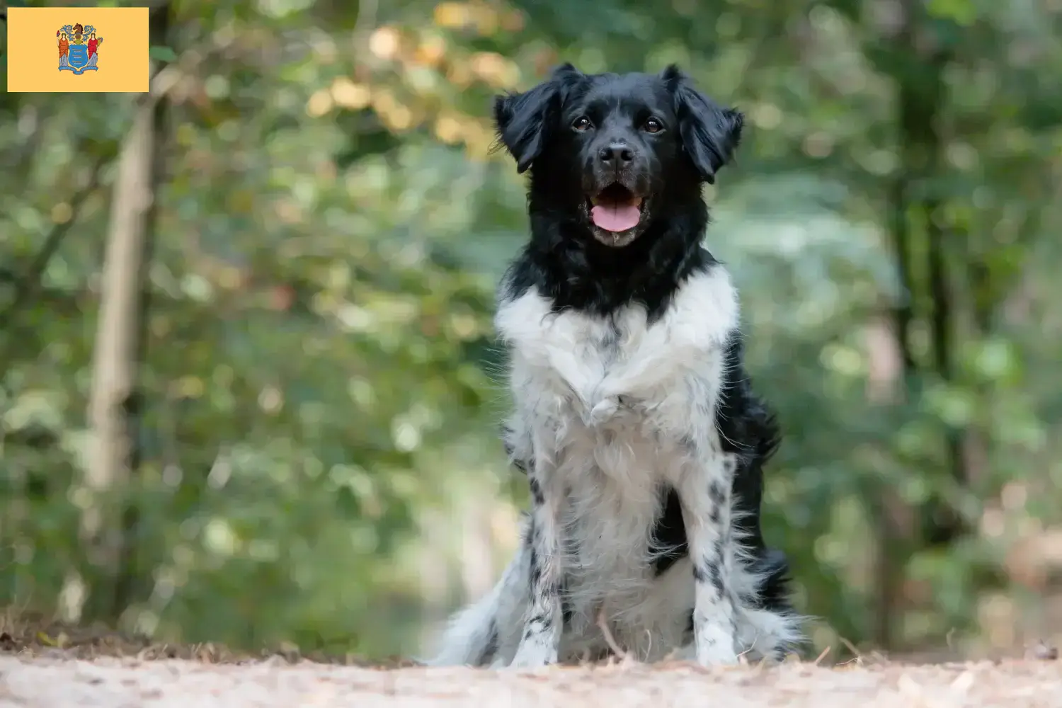 Read more about the article Stabij breeders and puppies in New Jersey