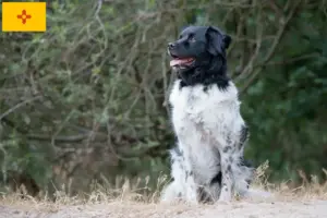Read more about the article Stabij breeders and puppies in New Mexico