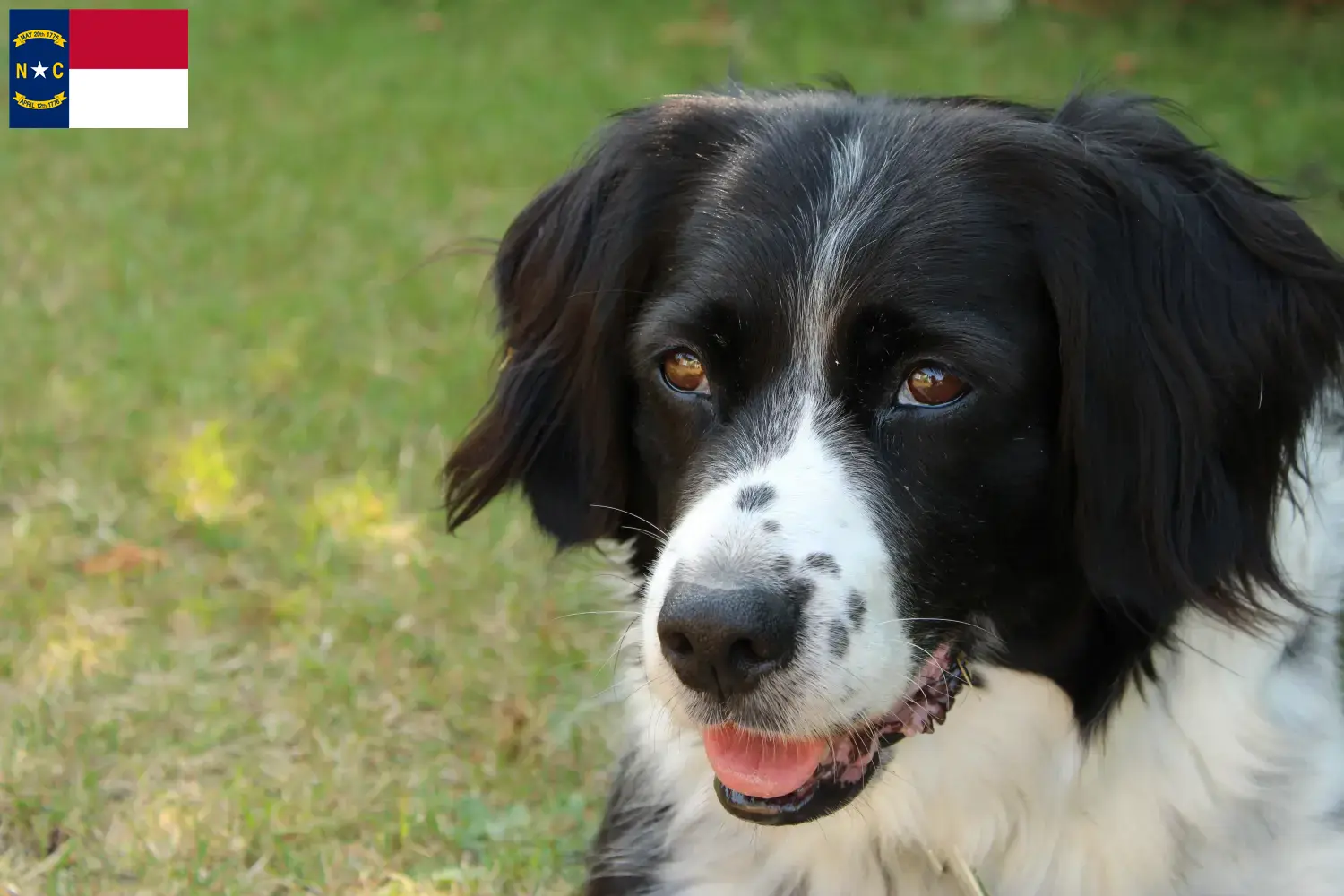 Read more about the article Stabij breeders and puppies in North Carolina