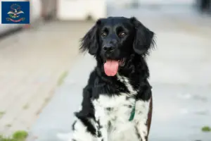 Read more about the article Stabij breeders and puppies in North Dakota
