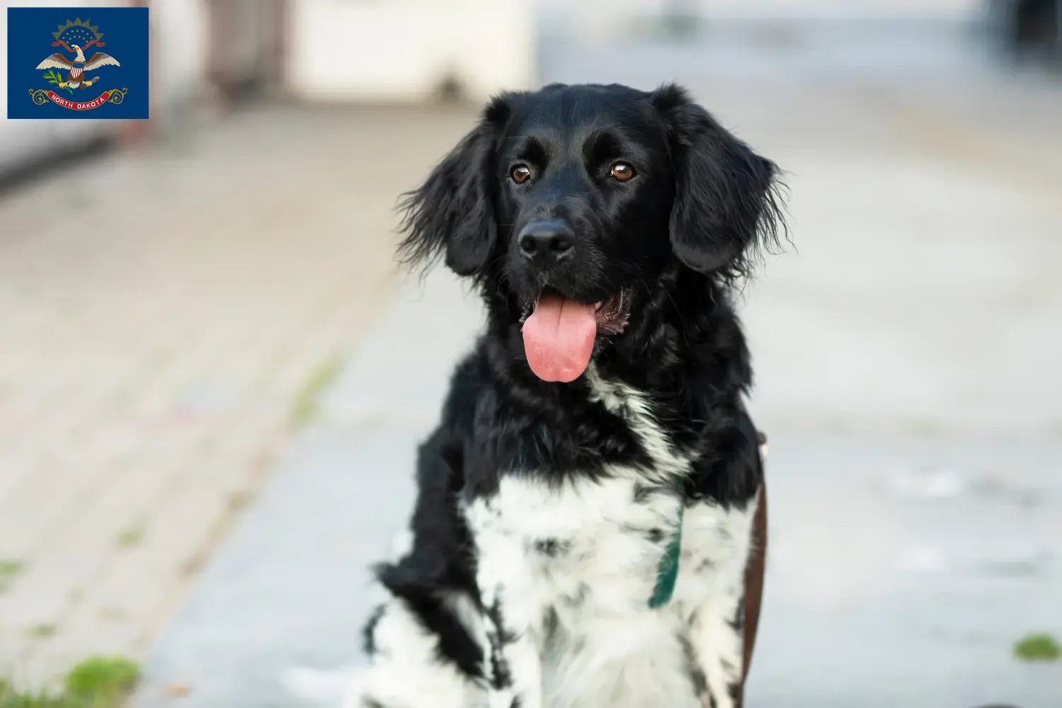 Read more about the article Stabij breeders and puppies in North Dakota
