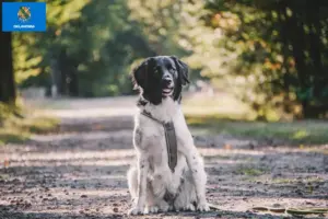 Read more about the article Stabij breeders and puppies in Oklahoma