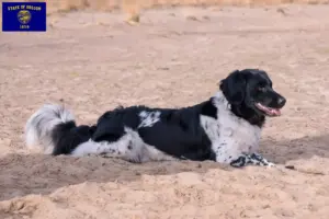 Read more about the article Stabij breeders and puppies in Oregon