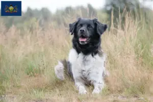 Read more about the article Stabij breeders and puppies in Pennsylvania