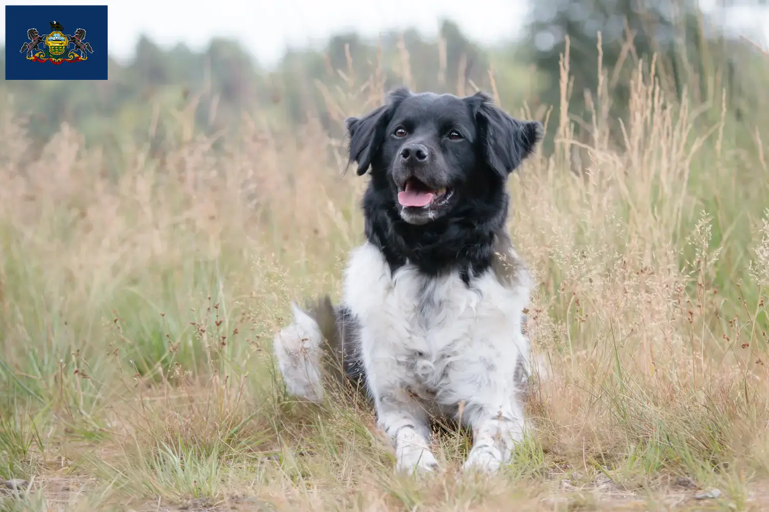 Stabij puppies and breeders Pennsylvania Here you can find Stabijs breeders in Pennsylvania.