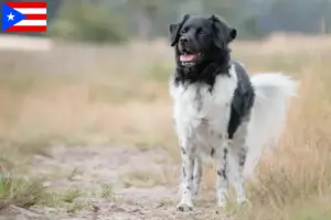 Read more about the article Stabij breeders and puppies in Puerto Rico