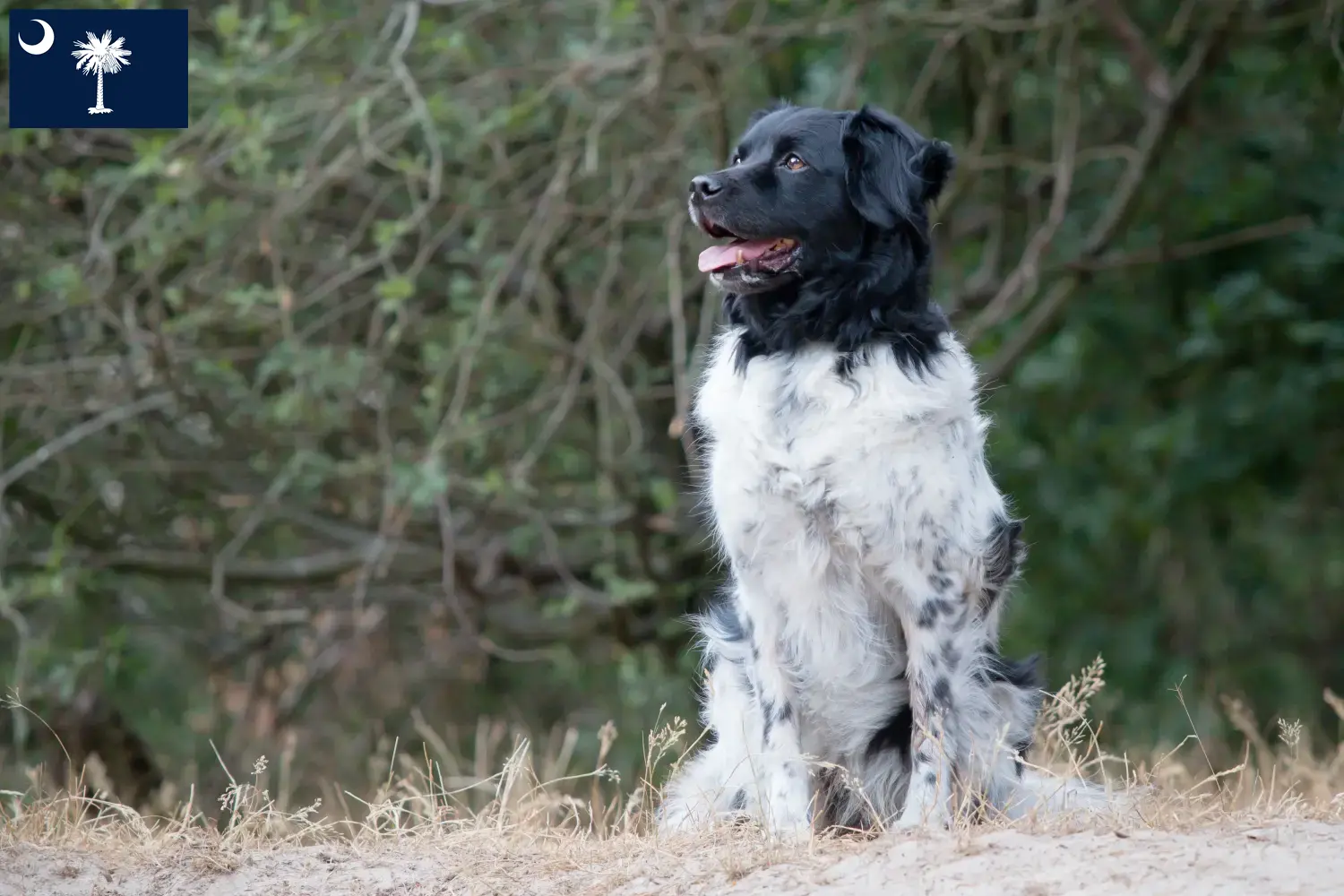 Read more about the article Stabij breeders and puppies in South Carolina