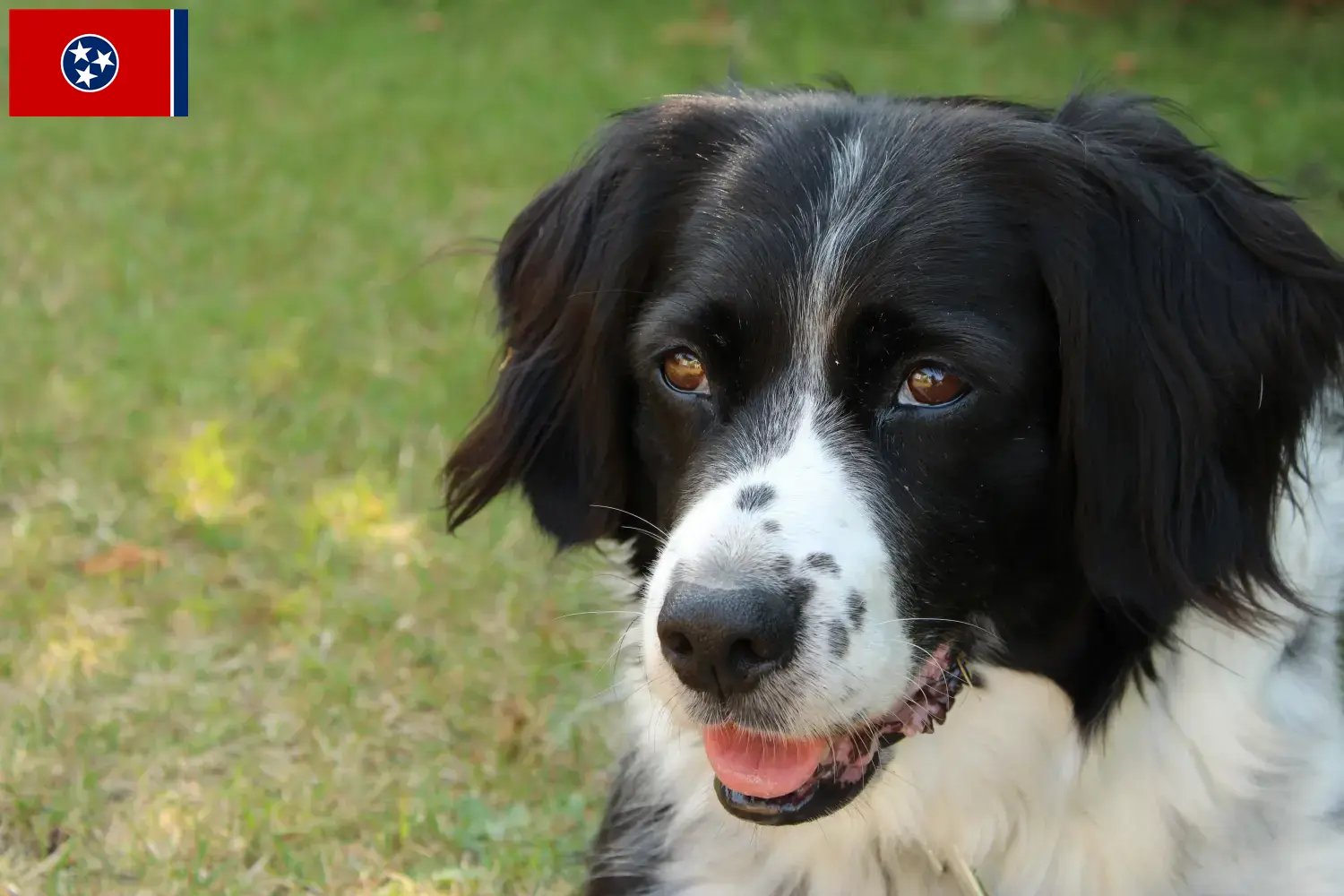 Read more about the article Stabij breeders and puppies in Tennessee