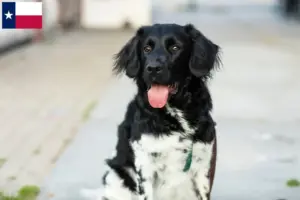 Read more about the article Stabij breeders and puppies in Texas