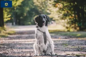 Read more about the article Stabij breeders and puppies in Vermont