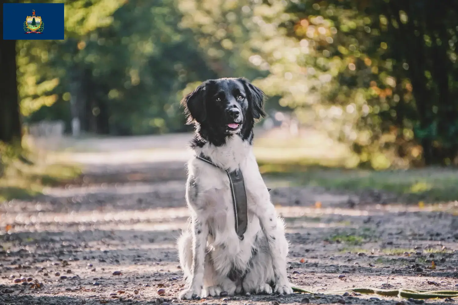 Read more about the article Stabij breeders and puppies in Vermont