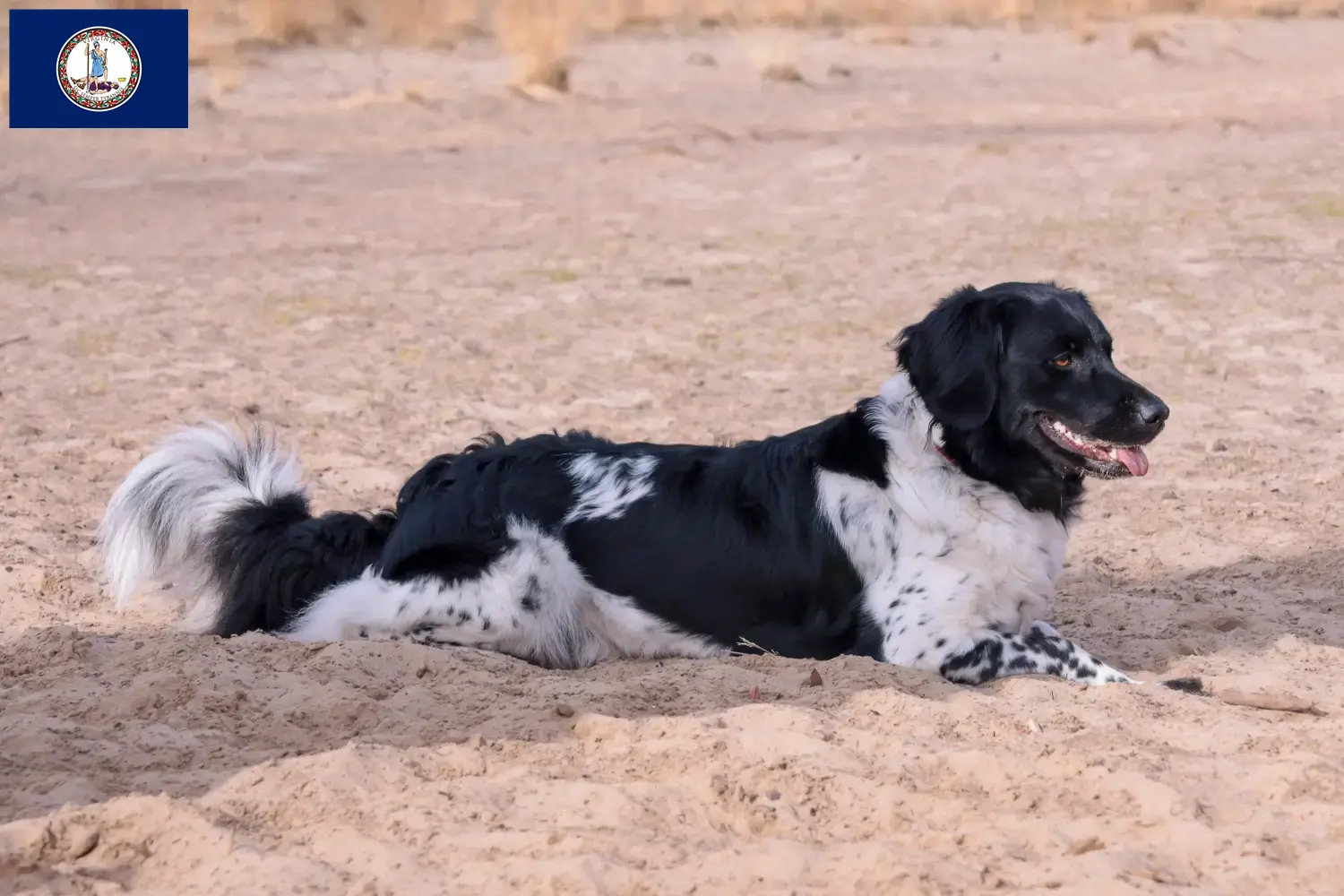 Read more about the article Stabij breeders and puppies in Virginia