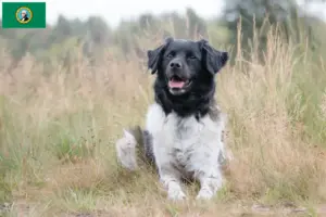 Read more about the article Stabij breeders and puppies in Washington