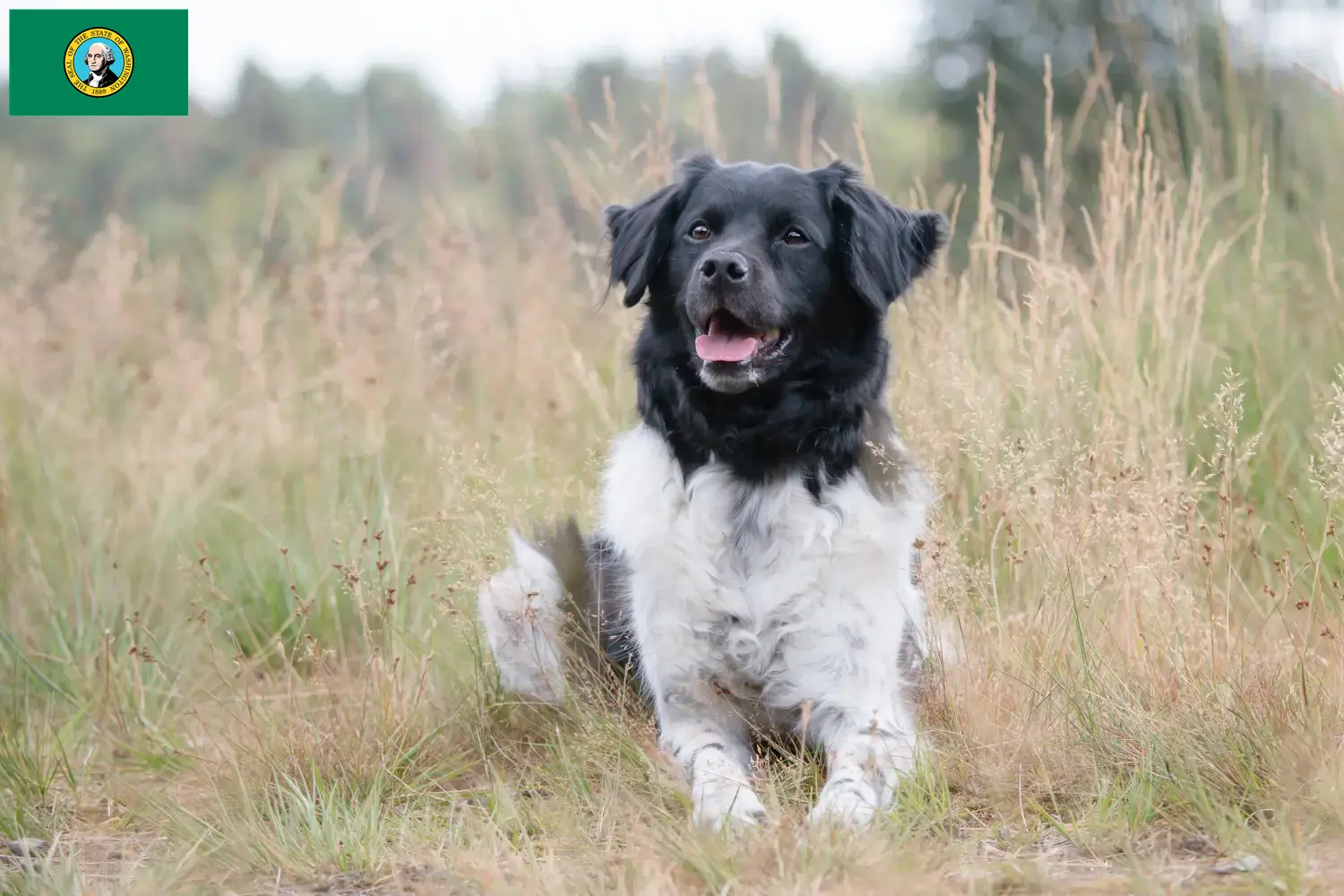 Read more about the article Stabij breeders and puppies in Washington