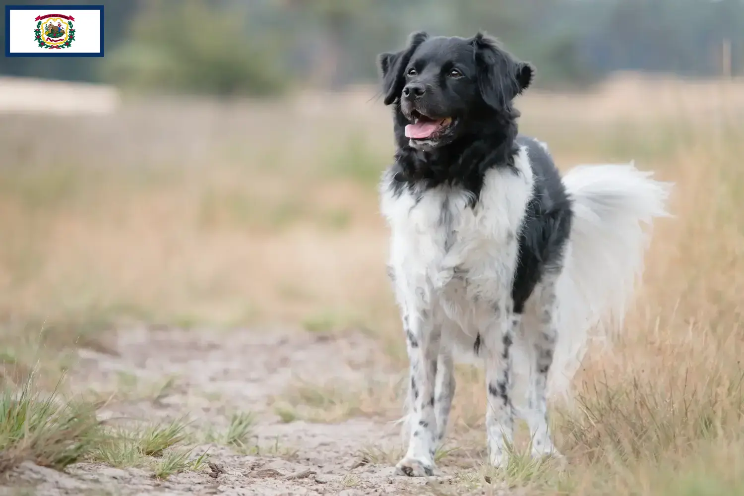 Read more about the article Stabij breeders and puppies in West Virginia