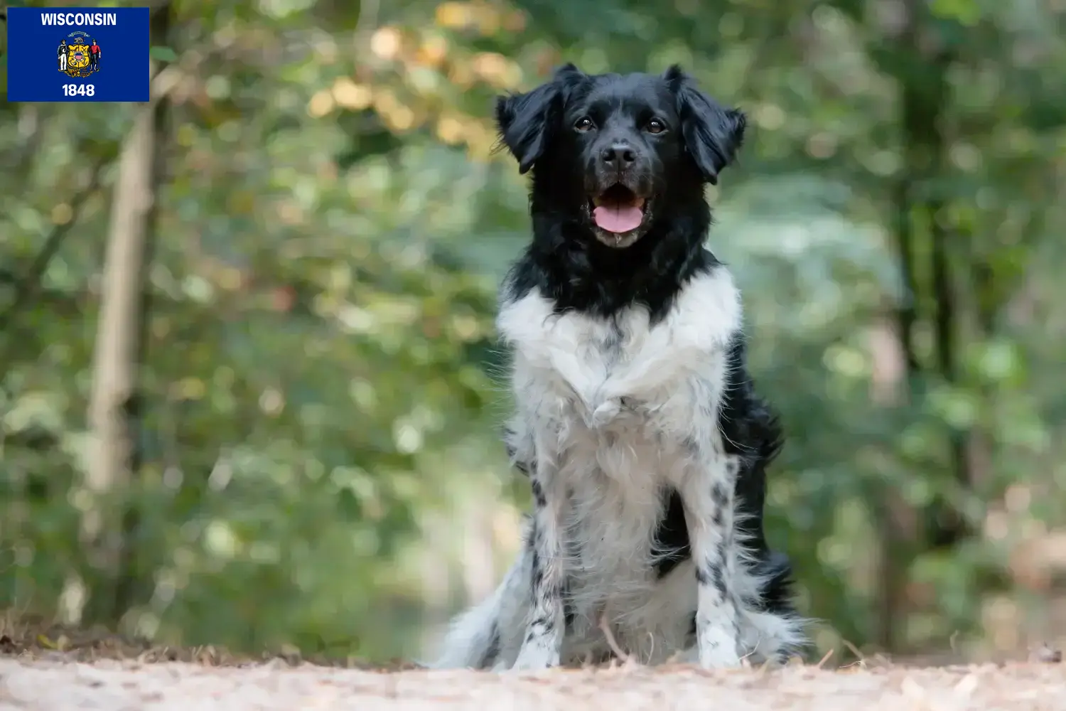 Read more about the article Stabij breeders and puppies in Wisconsin