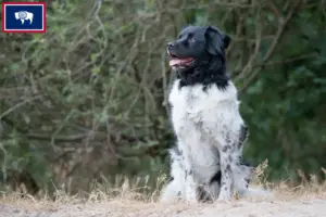 Read more about the article Stabij breeders and puppies in Wyoming