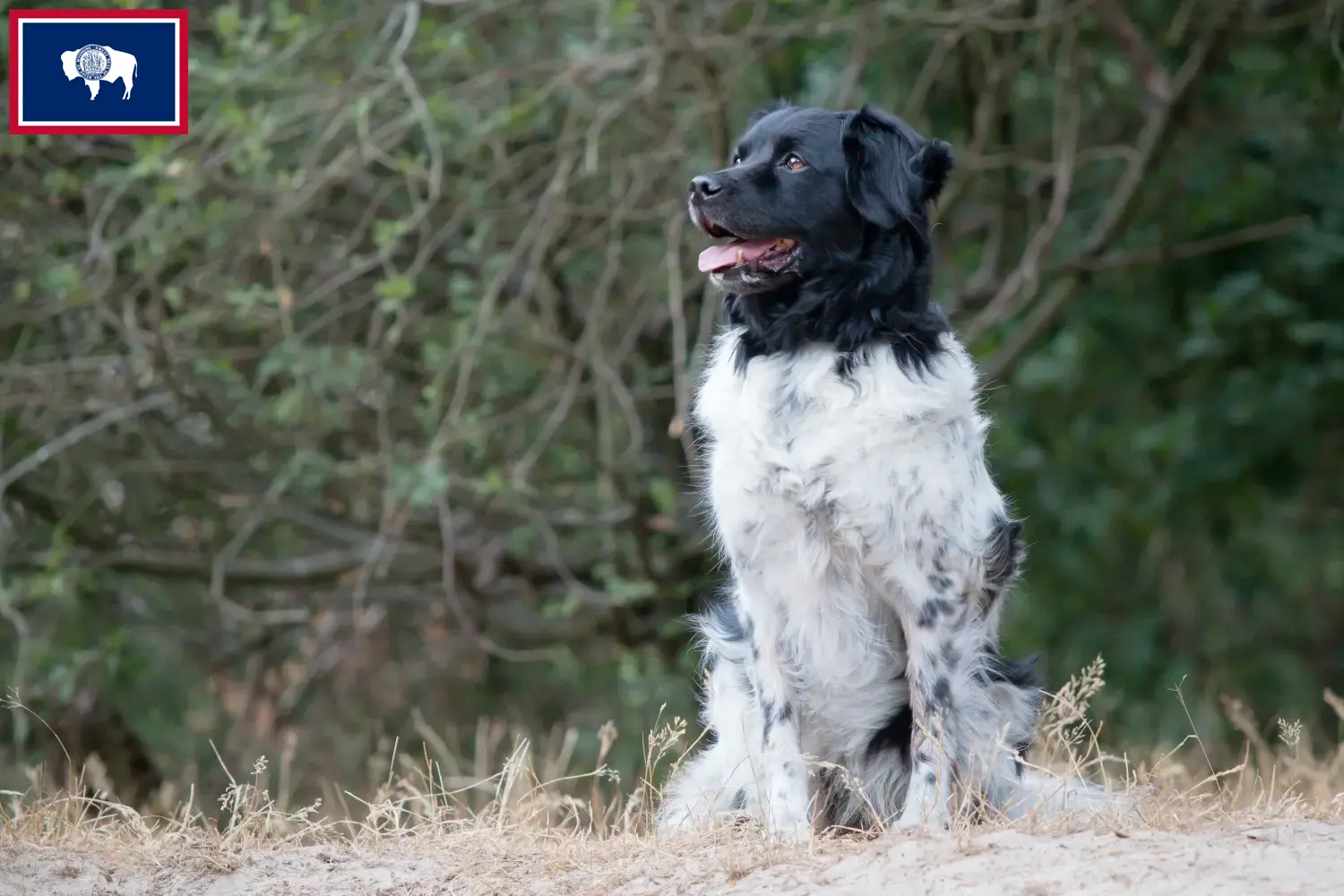 Read more about the article Stabij breeders and puppies in Wyoming