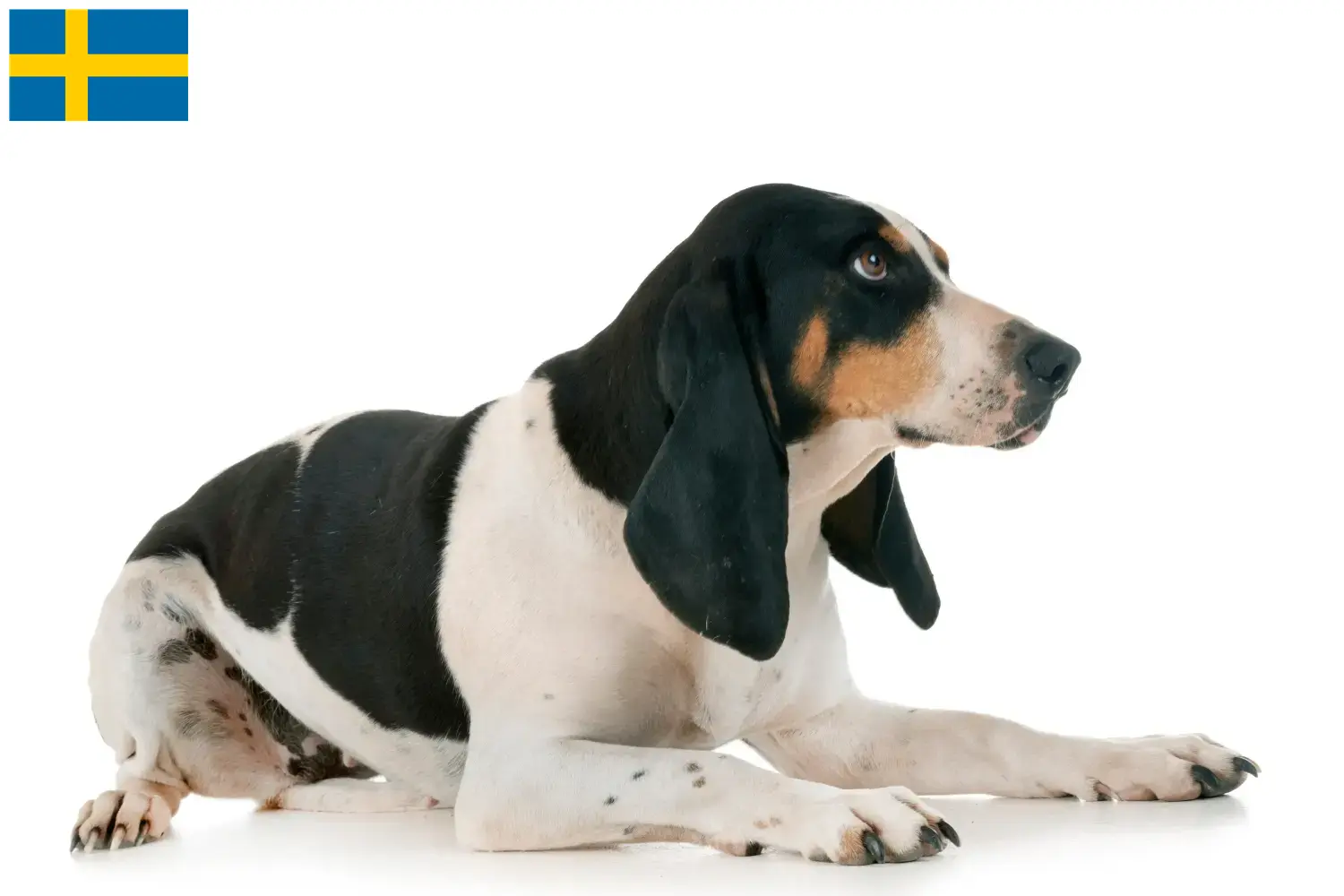 Read more about the article Swiss running dog breeders and puppies in Sweden