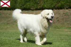 Read more about the article Tatra Sheepdog breeders and puppies in Alabama