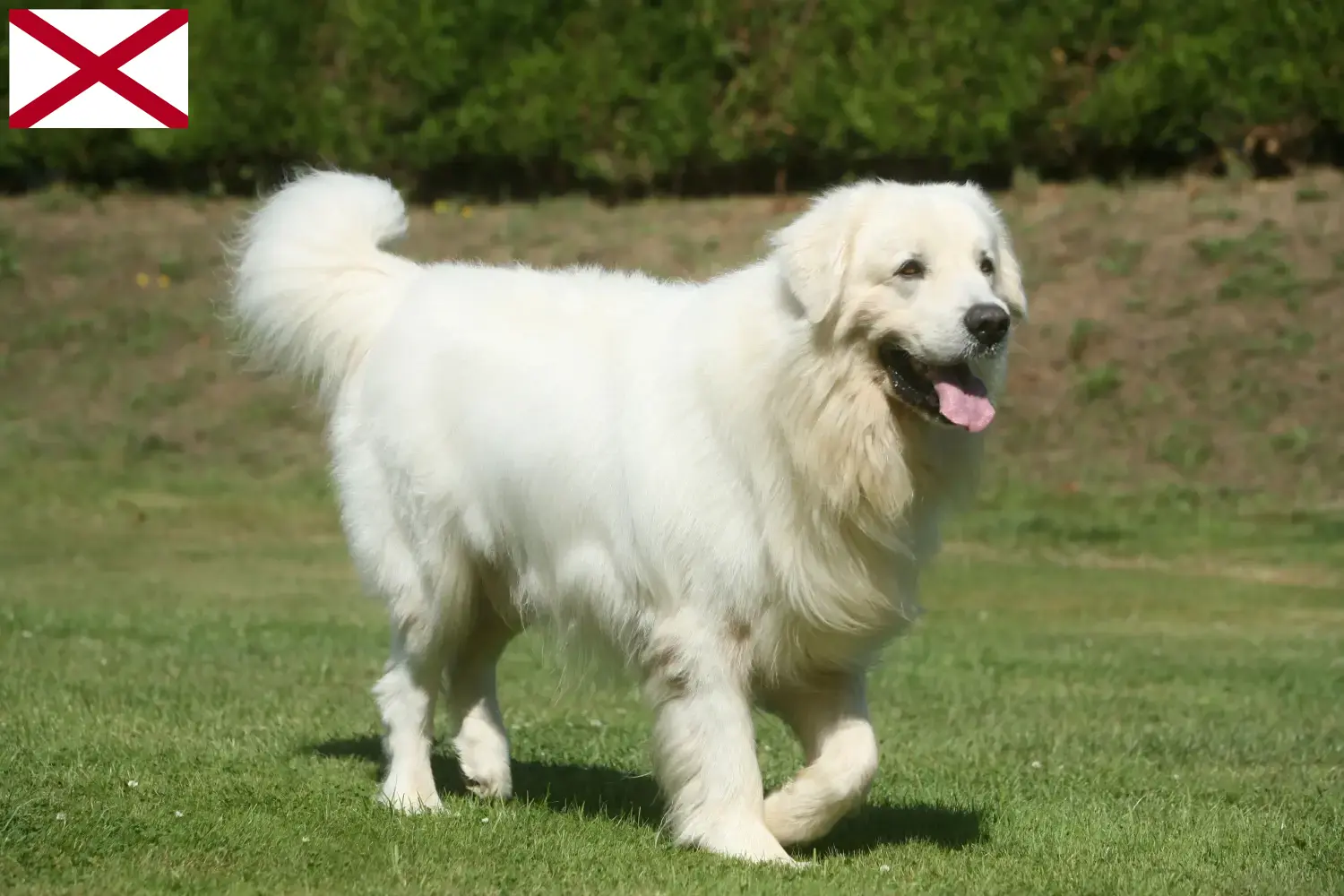 Tatra Sheepdog puppies and breeders Alabama Find Tatra Sheepdog breeders in Alabama.