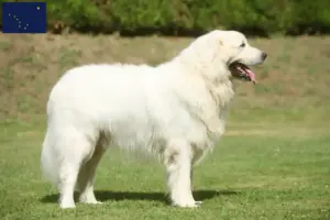 Read more about the article Tatra Sheepdog breeders and puppies in Alaska