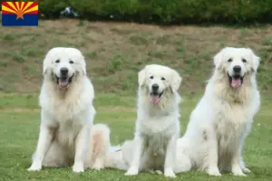 Read more about the article Tatra Sheepdog breeders and puppies in Arizona