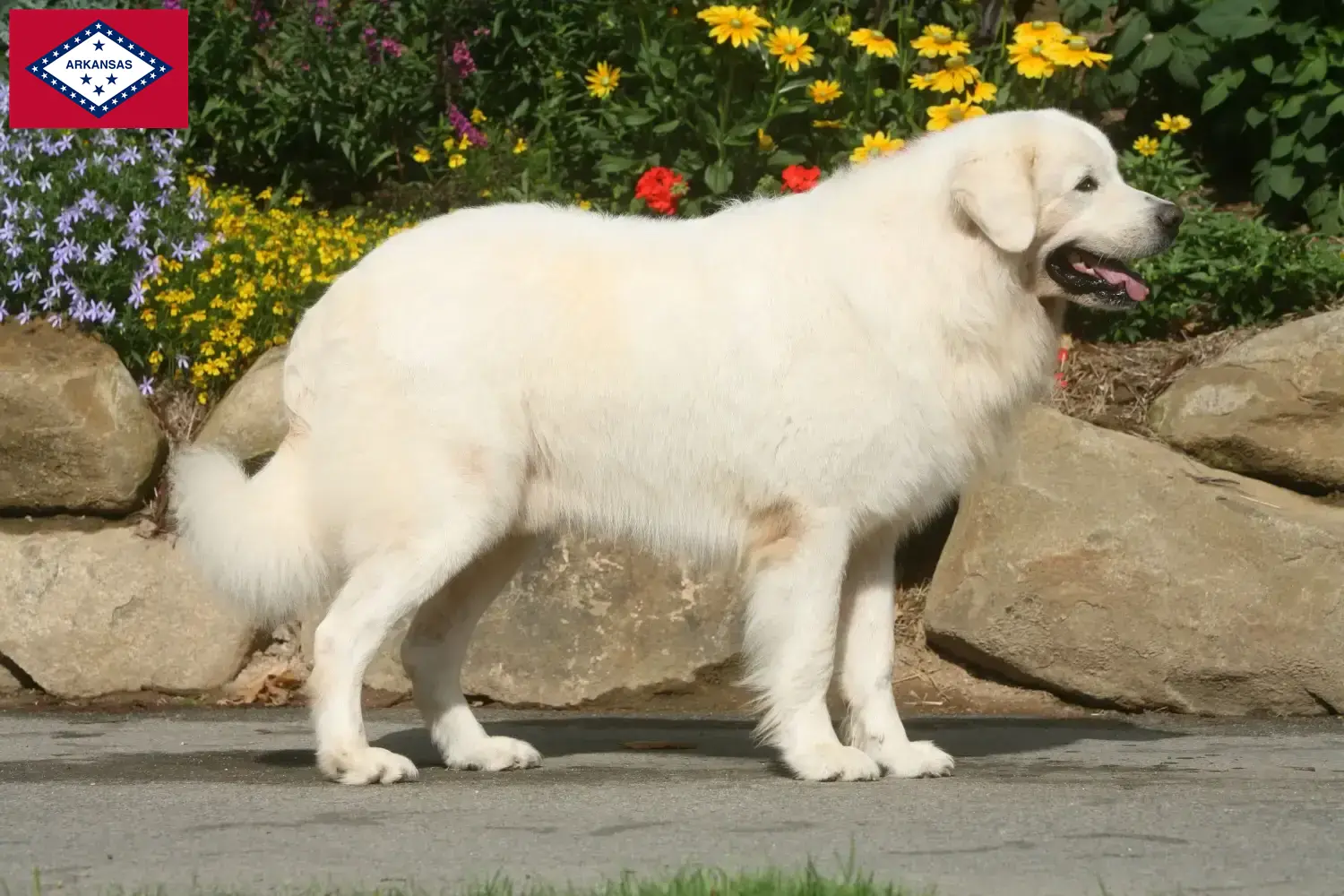 Read more about the article Tatra Sheepdog breeders and puppies in Arkansas